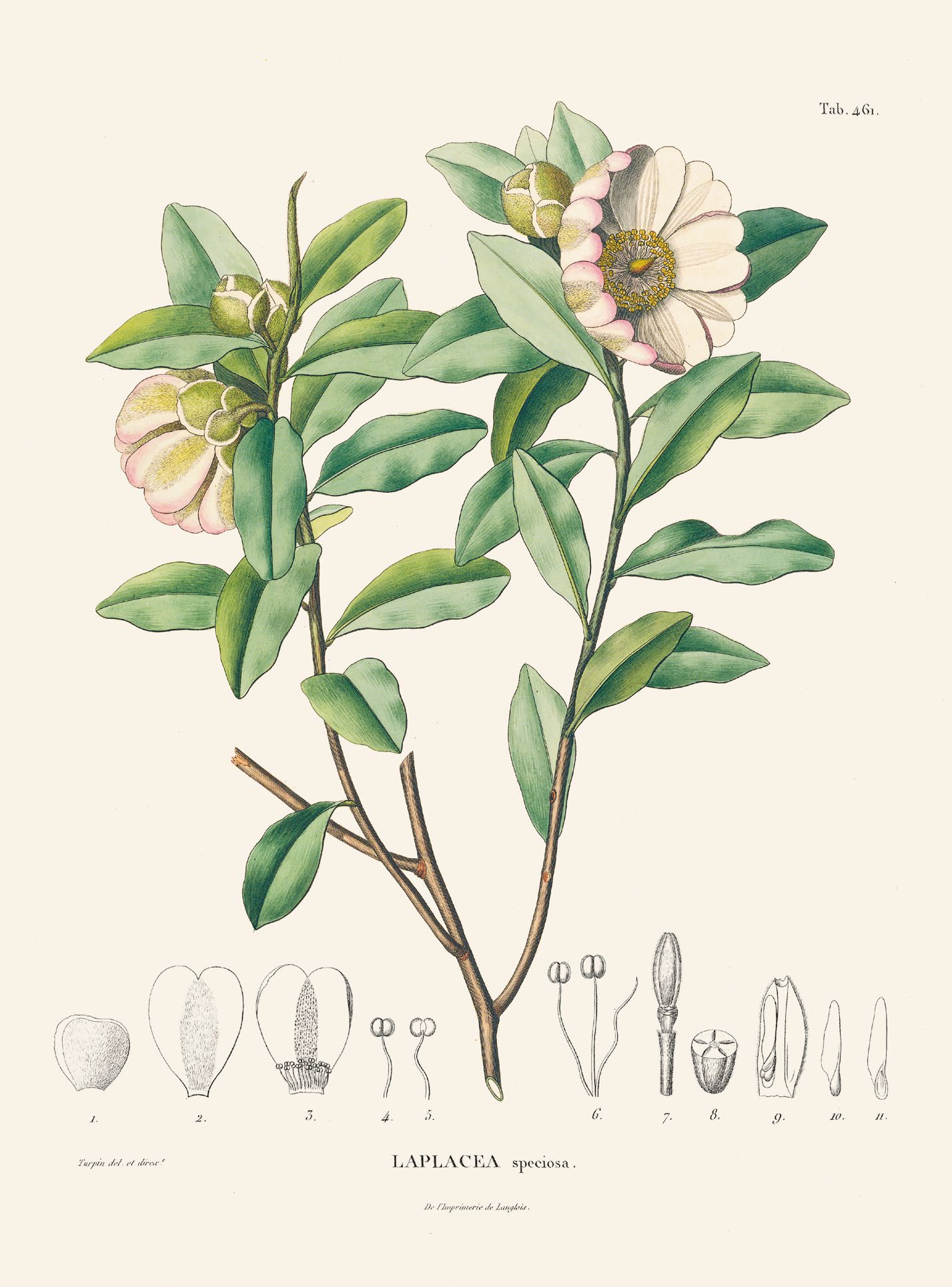 Abb_Laplacea-speciosa_AvHumboldt_Botanische-Illustrationen_Prestel_2019.jpg